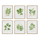 NAPA Home & Garden, TREE LEAF STUDY, SET OF 6