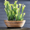 NAPA Home & Garden, WRAPPED DRY BASKET OVAL PLANTER,NV210