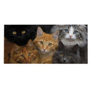 CATS! Sassafras Switch Mat