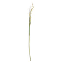 NAPA Home & Garden, SCOTCH GRASS STEM 48"