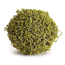 NAPA Home & Garden, GREEN BERRY ORB 7.75"