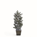 NAPA Home & Garden, FROSTED PINE SAPLING IN WOOD POT 20.5"H
